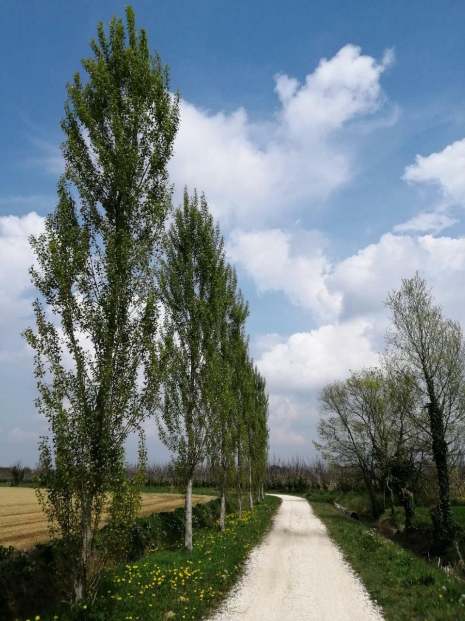 Agriturismo Colombera Quarto dʼAltino Екстериор снимка